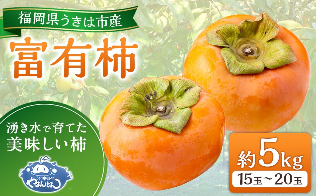 【先行予約】やまんどん 富有柿 15玉から20玉