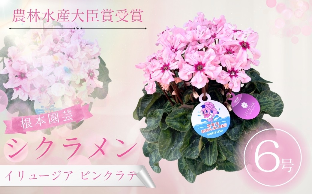 【先行予約】シクラメン イリュージア ピンクラテ 6号鉢 | 花 お花 ギフト フラワーギフト 根本園芸
