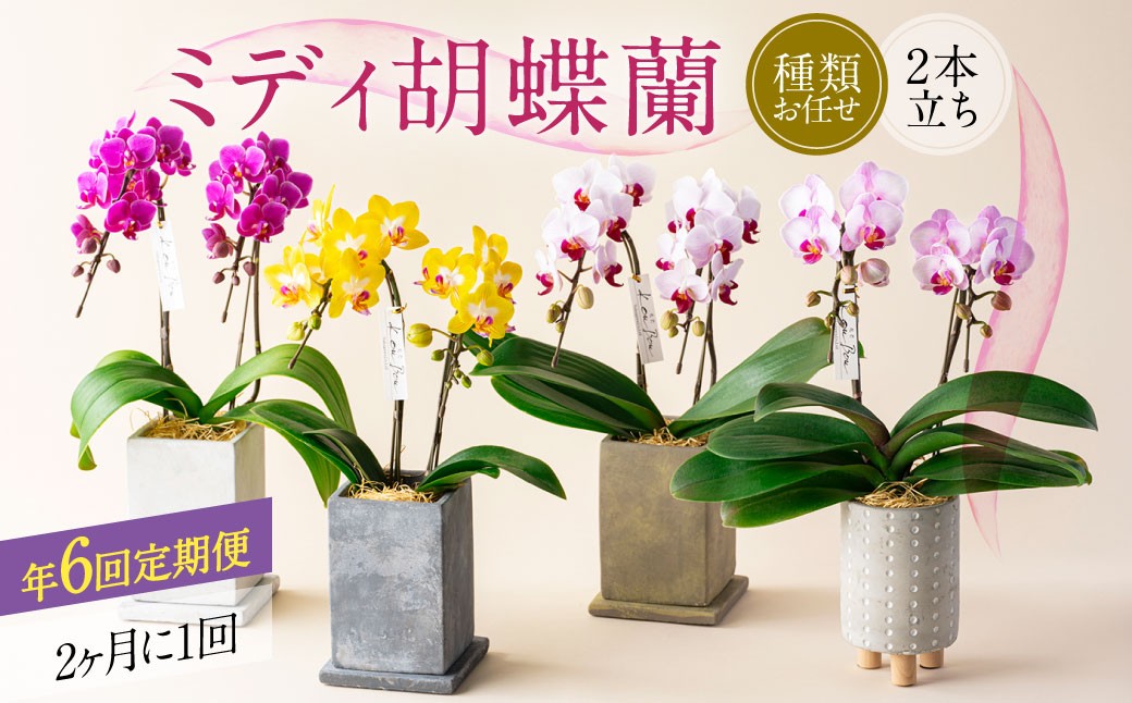 【年6回定期便】ミディ胡蝶蘭 KouBou 4種 ミディ胡蝶蘭 華あかり 2種 2本立ち