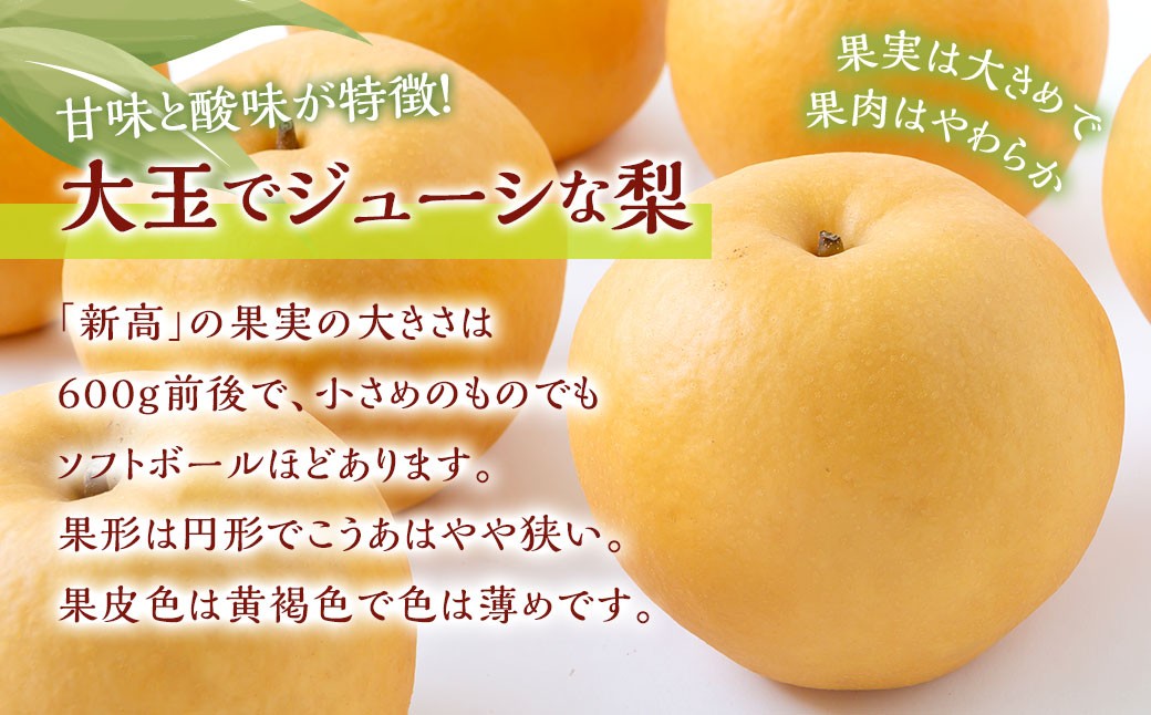 新高梨 5玉～8玉 （約5kg）