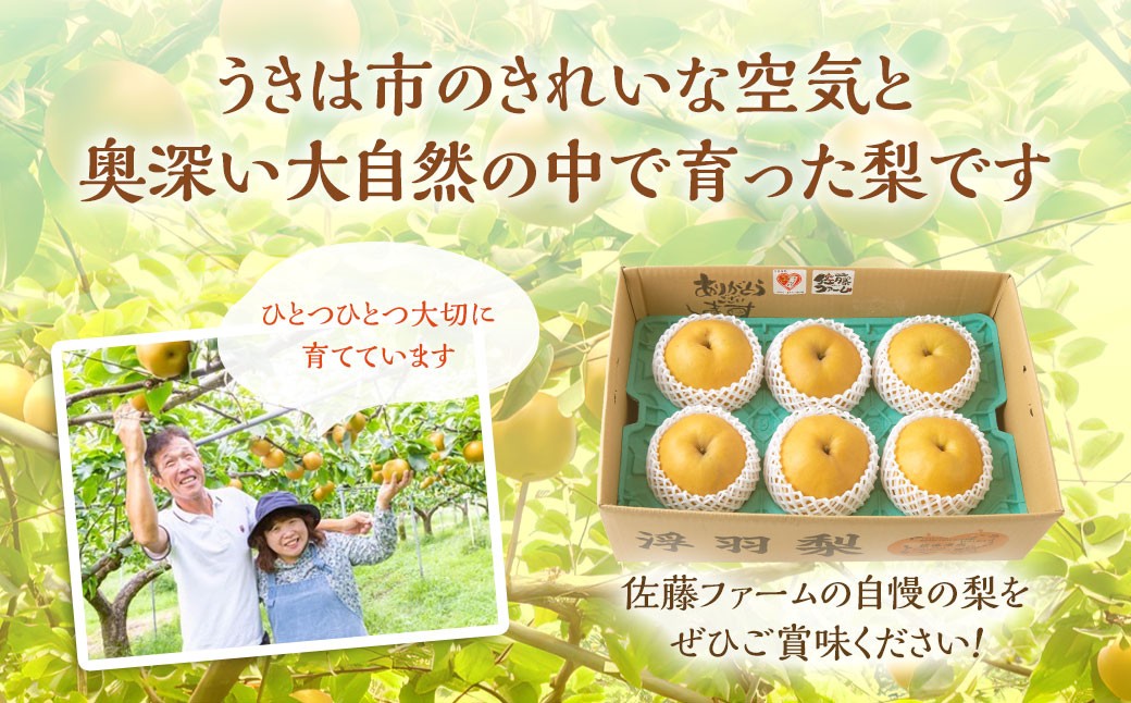 新高梨 5玉～8玉 （約5kg）