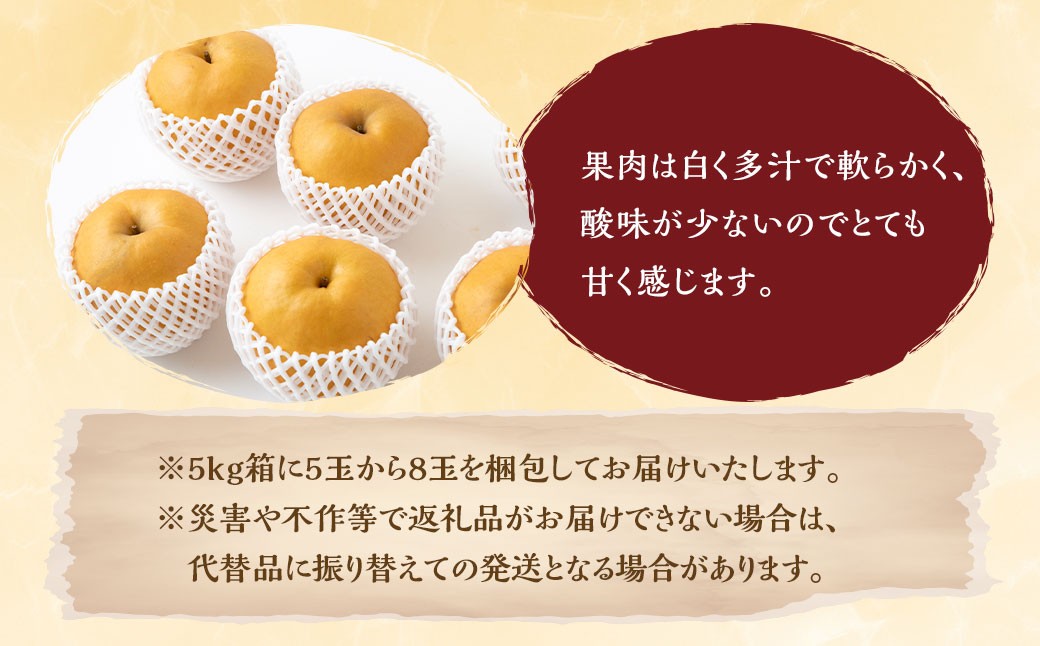 新高梨 5玉～8玉 （約5kg）