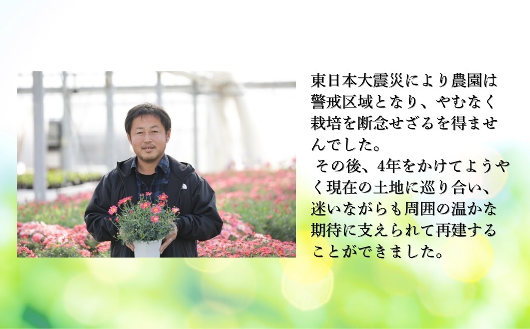 【先行予約】クレマチス 白万重 5号鉢 | 花 お花 ギフト フラワーギフト 根本園芸