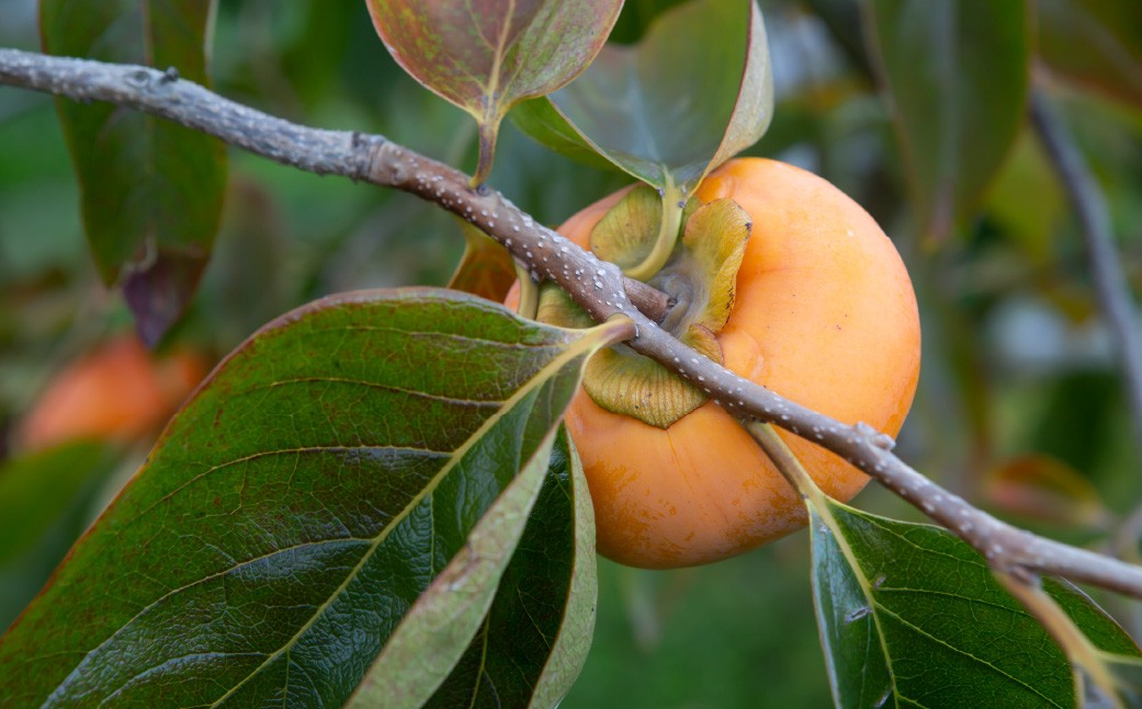 【先行予約】西見柿農園 富有柿 12玉から15玉