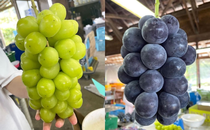 訳あり 不揃い 家庭用 種なし ぶどう ピオーネ フルーツ 果物 種無し ブドウ 葡萄 三次 広島