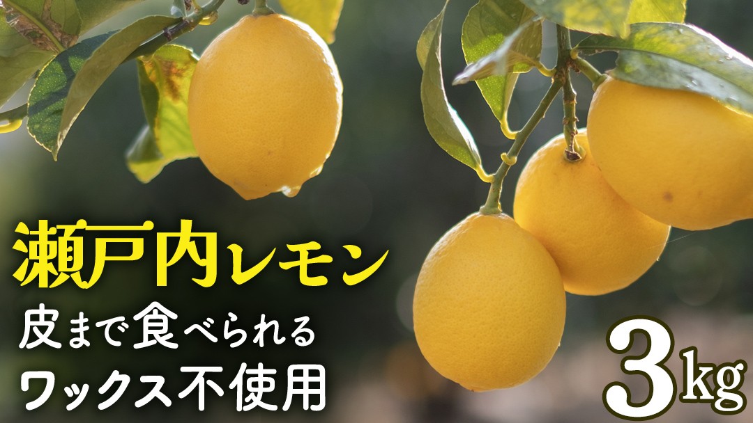｜予約｜12〜1月発送予定｜大崎上島産 皮まで丸ごと食べられる！もぎたてレモン約3kg