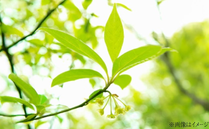 万能使用可能！近年注目のクロモジから抽出したフレグランスウォーター