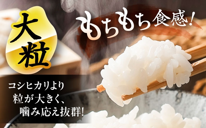 米 お米 5kg 10kg 白米 精米 新米 愛知県産 国産 米 特別栽培米