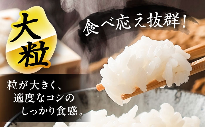 米 お米 5kg 10kg 白米 精米 新米 愛知県産 国産 米 あいちのかおり
