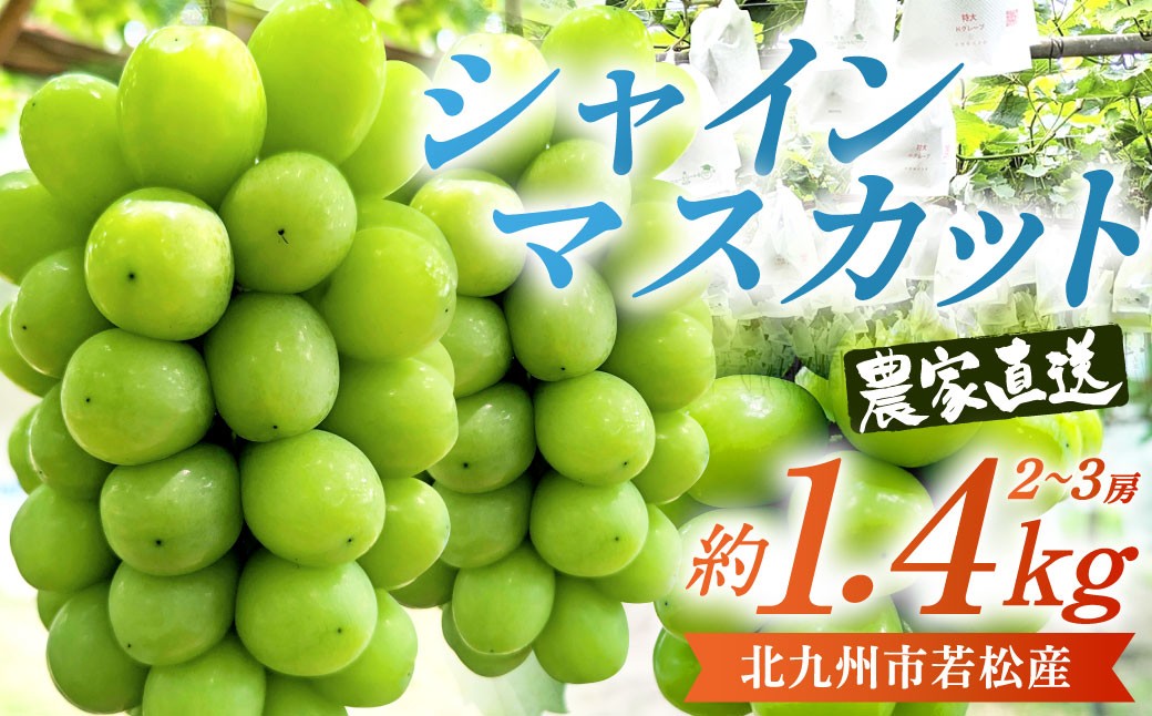 【数量限定】農家直送 シャインマスカット 約1.4kg(2~3房)