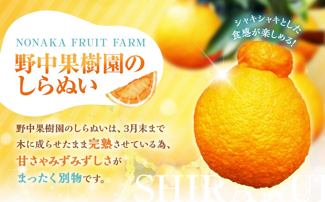 不知火 約3kgセット