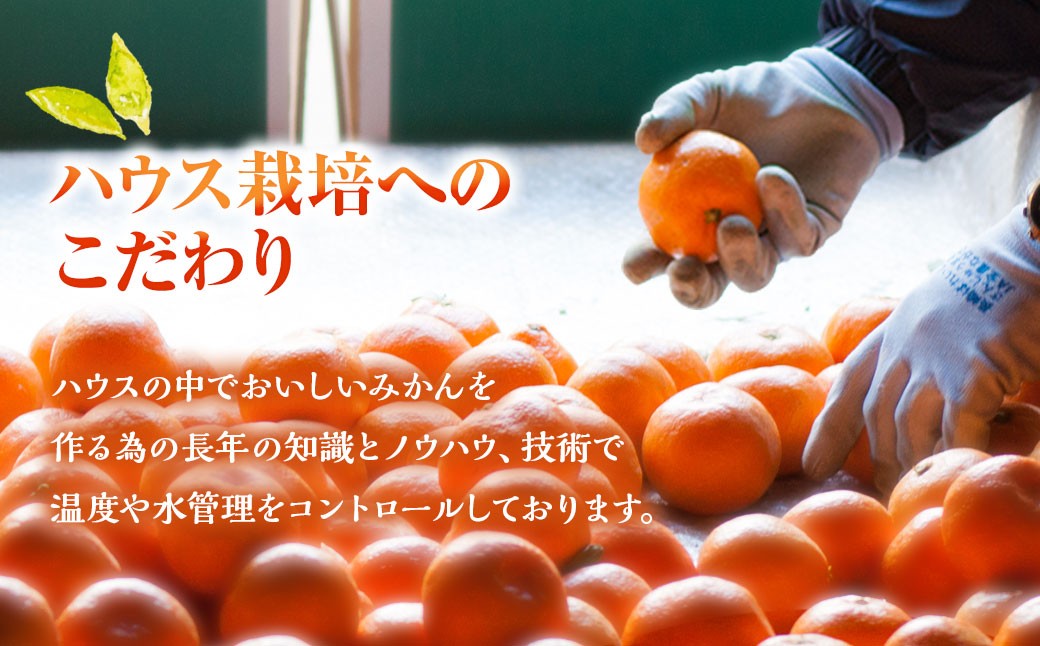 不知火 約3kgセット