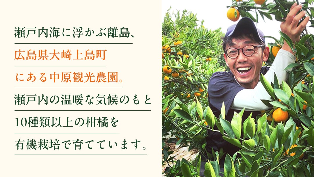 広島県の離島、大崎上島の『中原観光農園』。海のそばにある広々とした農園で、10種類以上の柑橘の樹がのびのびと枝を伸ばしています。