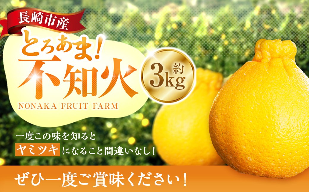 不知火 約3kgセット