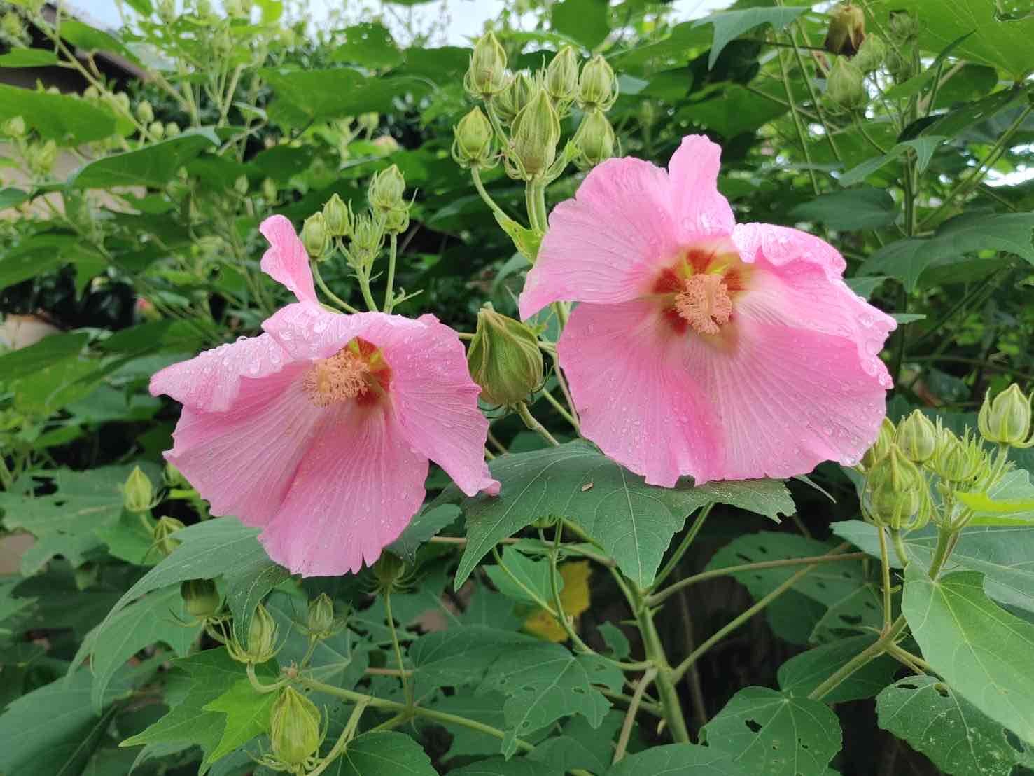 【7-11　岩川芙蓉会】
夜空に消えた青春　沖縄出撃　～史実の継承を～