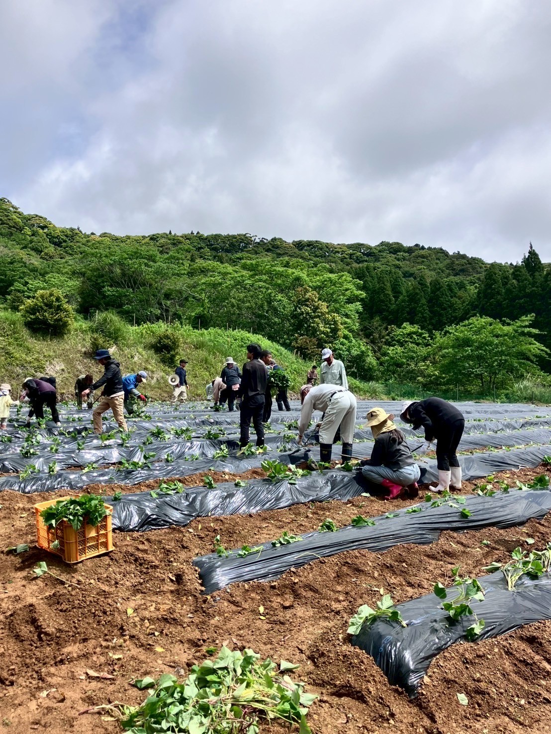 【7-2　峰山地区コミュニティ協議会やなぎやま村】
風車のある丘で展開される自然と人のハーモニー