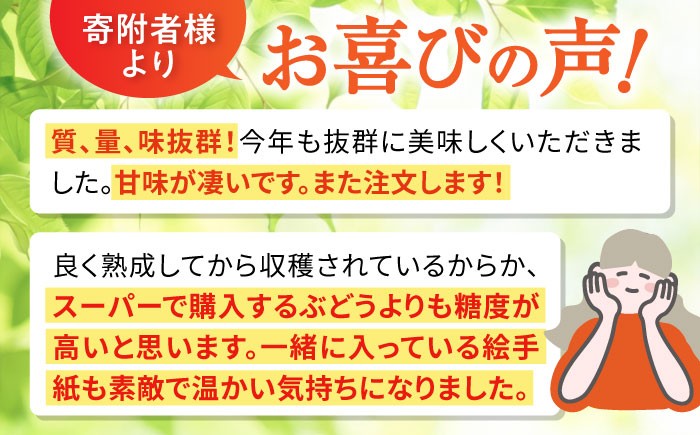 ぶどう マスカット ブドウ フルーツ デザート 産地直送 旬 新鮮 ますかっと