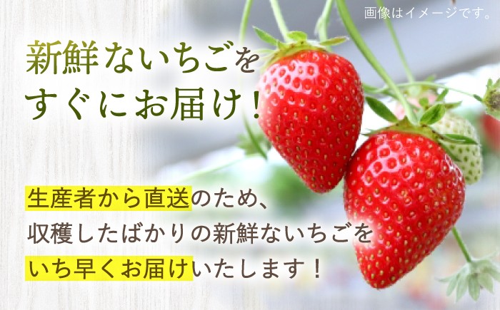 訳あり いちご 1kg