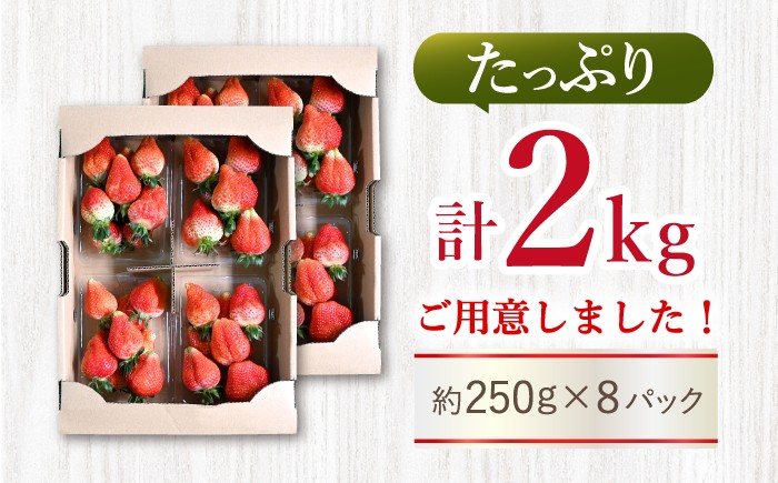 いちご 訳あり 2kg ゆめのか