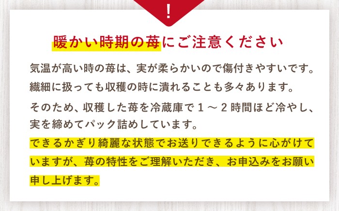 訳あり いちご 3kg