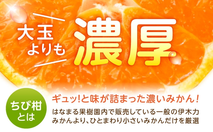 みかん s みかんsサイズ 小玉 小さめ ミカン 蜜柑 柑橘 柑橘類 フルーツ ふるーつ 果物 くだもの 濃厚 長崎県産 諫早産