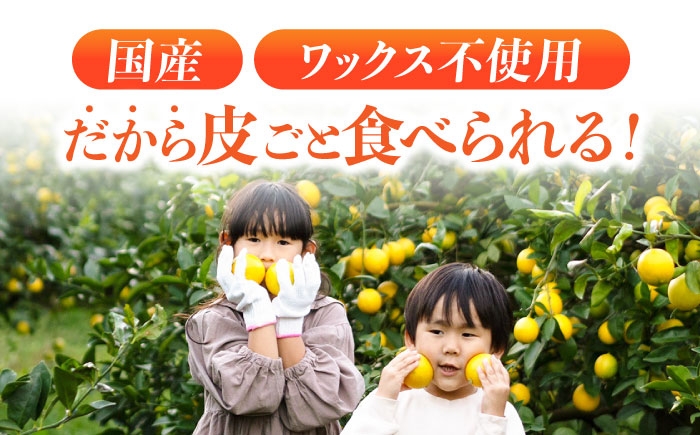 レモン れもん 檸檬 果汁 グリーンレモン ぐりーんれもん 柑橘 フルーツ ふるーつ 果物 くだもの レモンサワー レモンケーキ