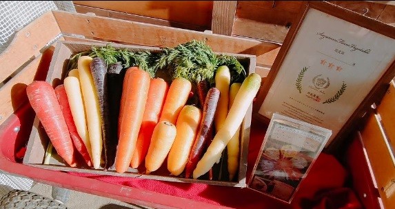 画像は鈴森農園自慢のカラフル人参です（本返礼品は黒人参のみです）