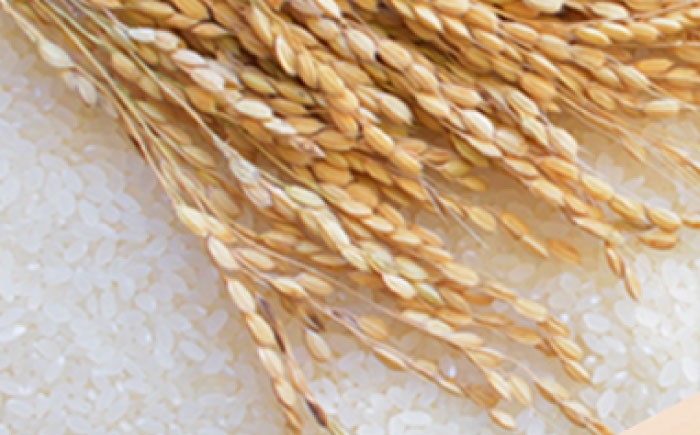 純米酒 純米 やや辛口 生 日本酒 お酒 地酒 銘酒 女城主 酒造 冷酒 熱燗 贈答 ギフト おすすめ 人気 岐阜県 恵那市