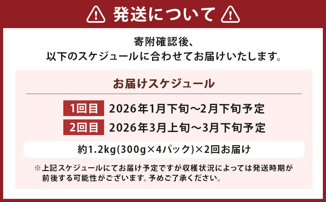【2回定期便】いちご「かおり野」プレミアム 合計約2.4kg 約1.2kg(300g×4パック)×2回