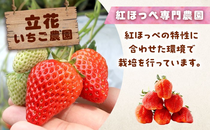 完全予約制！こだわり「紅ほっぺ」いちご狩り体験 割引券 チケット 利用券 いちご