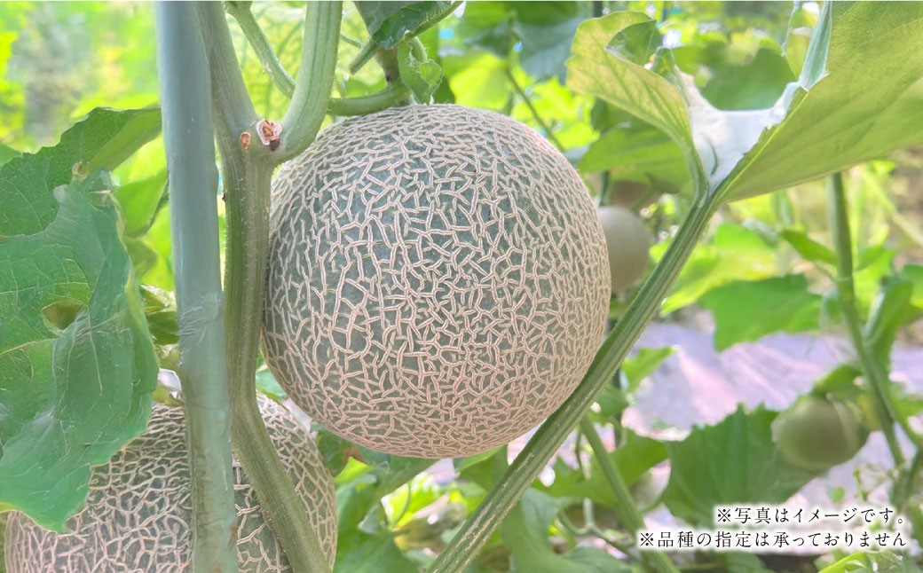 『まるで果物の王様！贅沢メロン』 2玉セット 