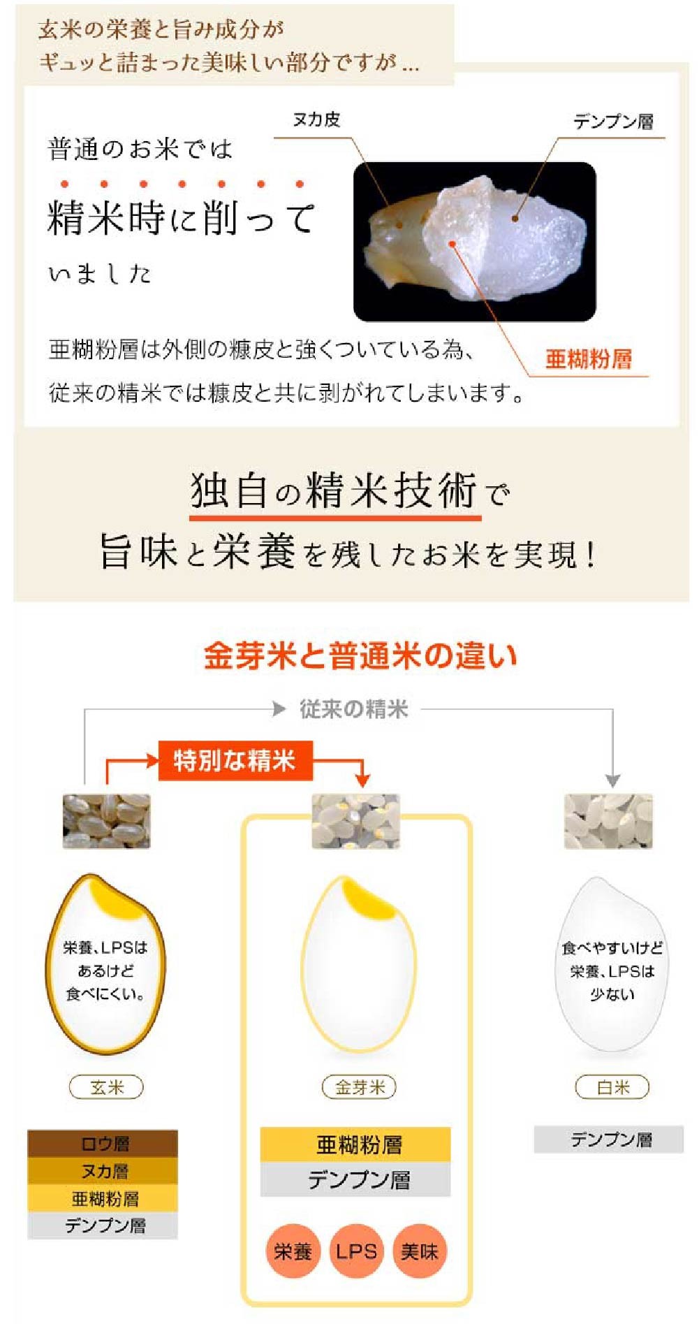 子育て応援米【令和7年産】那岐山麓菜の花米 金芽米 無洗米 きぬむすめ10kg