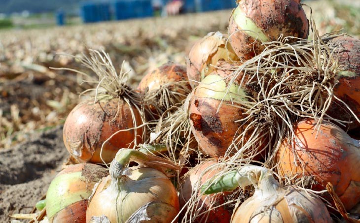 淡路島玉ねぎ 子供達も大好き!! あま?い玉ちゃん10kg