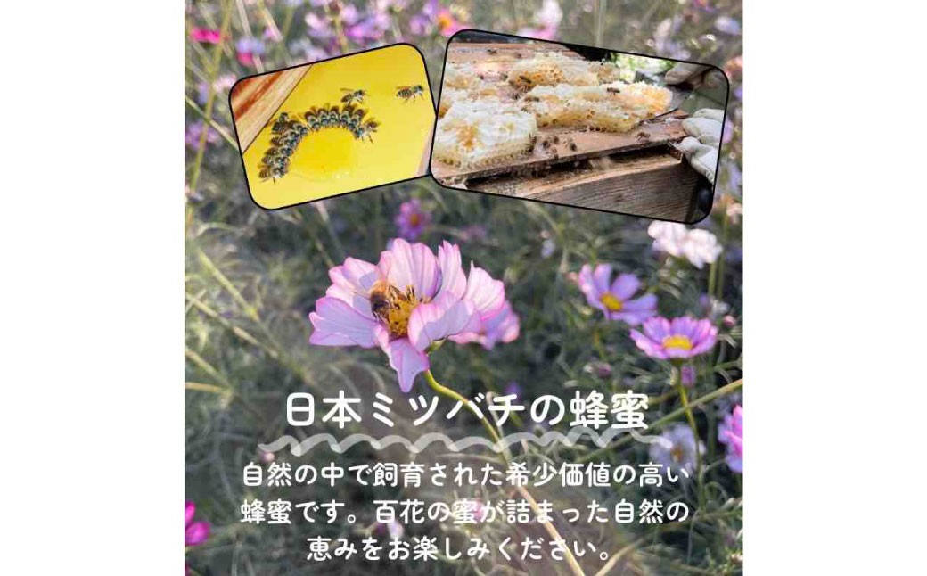 熊本県産 日本みつばちの蜂蜜 約250g