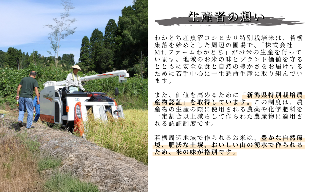 私たちが栽培している若栃の棚田です。