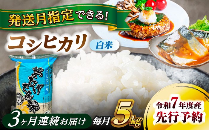 米 お米 5kg 5キロ 定期便 白米 精米 新米 愛知県 国産 コシヒカリ