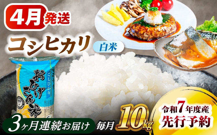 米 お米 10kg 10キロ 定期便 白米 精米 新米 愛知県 国産 コシヒカリ