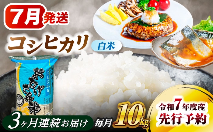 米 お米 10kg 10キロ 定期便 白米 精米 新米 愛知県 国産 コシヒカリ