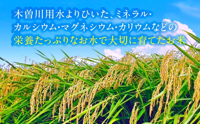 米 お米 10kg 10キロ 定期便 白米 精米 新米 愛知県 国産 コシヒカリ