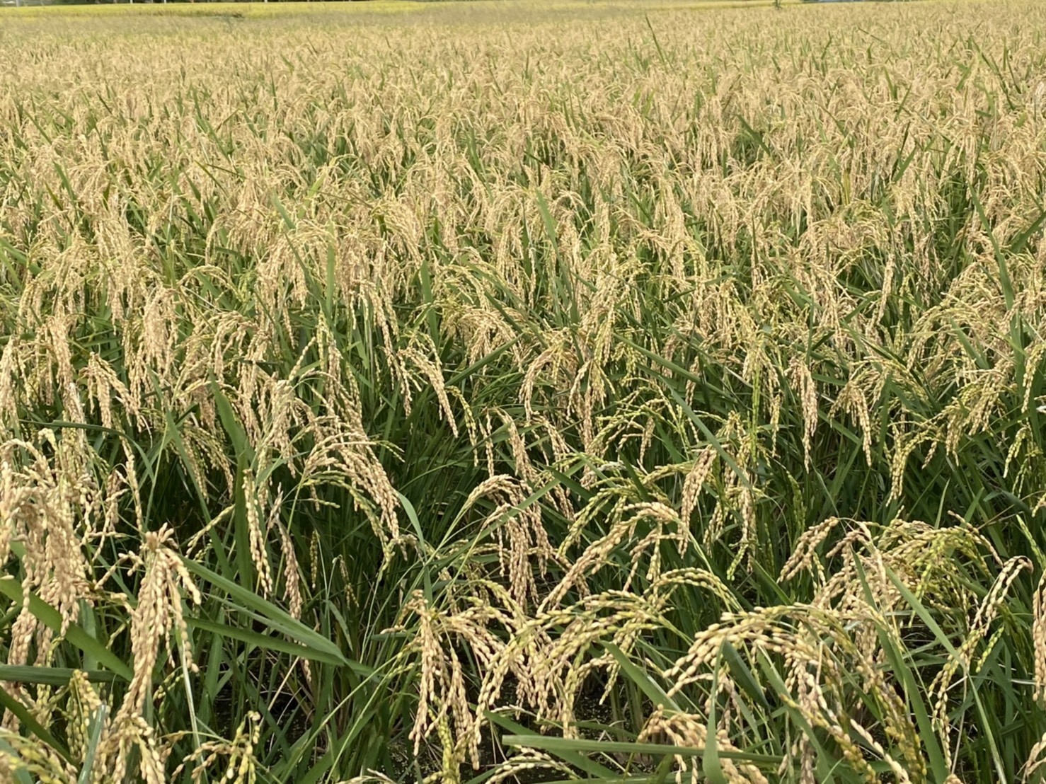 この地域ではの清らかな水と肥沃な土壌により、良質な稲が育ちます。
