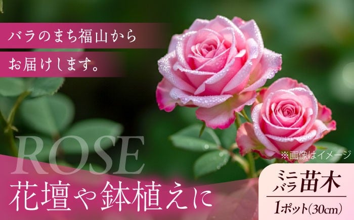 【ばらのまち福山】が送る小さな薔薇 花 お花 バラ 植物 苗 ポット苗 観葉植物