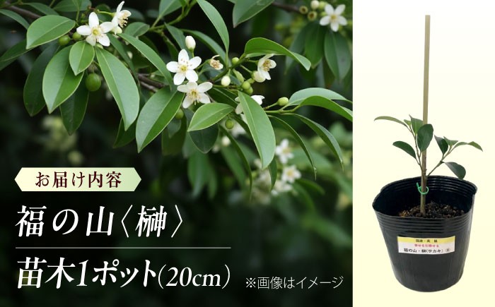 商標登録済みの国産本榊「福の山・榊」 植物 さかき 苗木 地植え 神棚 祭壇