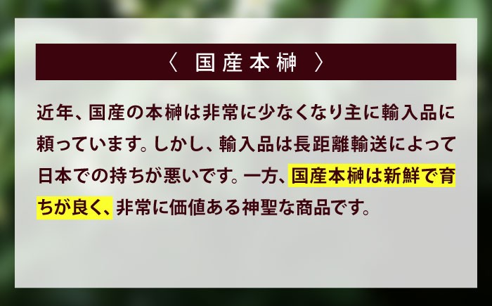 商標登録済みの国産本榊「備後・榊」 植物 本榊 さかき 榊 切り枝 枝木 神棚 
