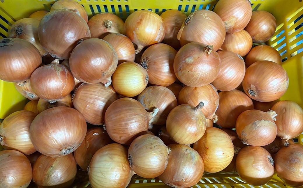 【先行予約】【訳あり】たなか農産の柳川産玉ねぎ 約10kg