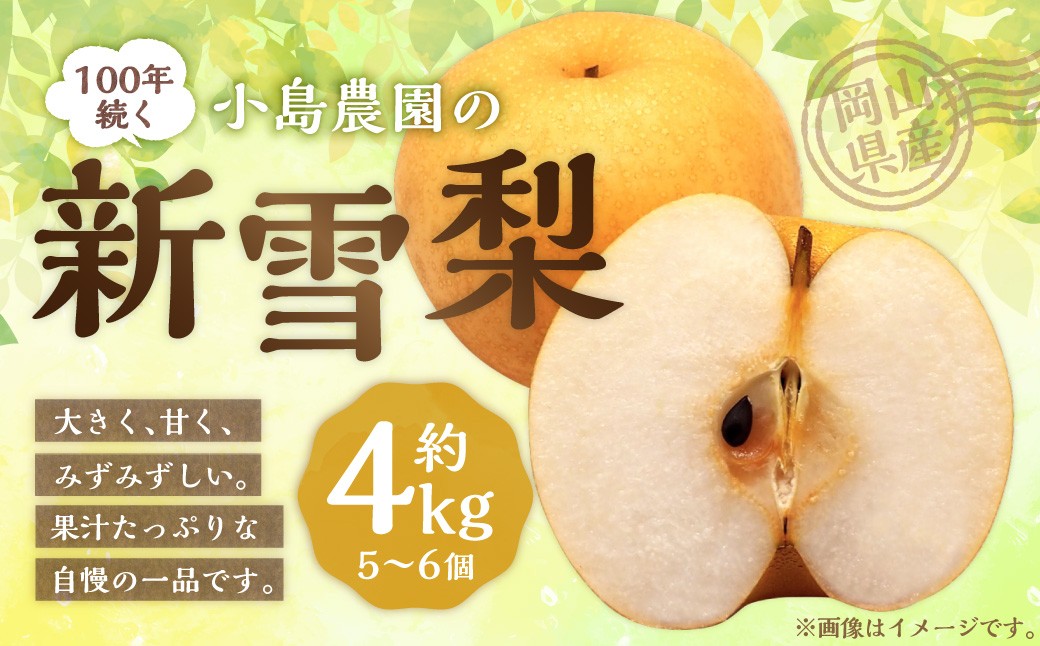 【楽天･チョイス限定】 100年続く小島農園の新雪梨 約4kg 5個～6個入り
