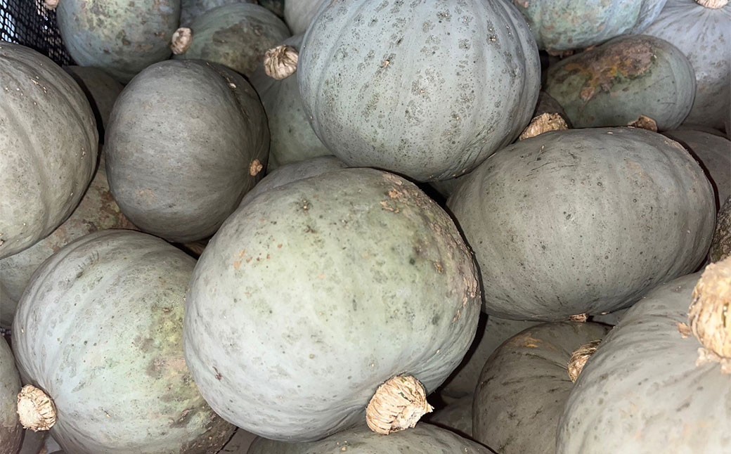 北海道産かぼちゃ（ブラックのジョー） 約5kg・北海道産かぼちゃ（雪化粧） 約5kgセット 山田農場