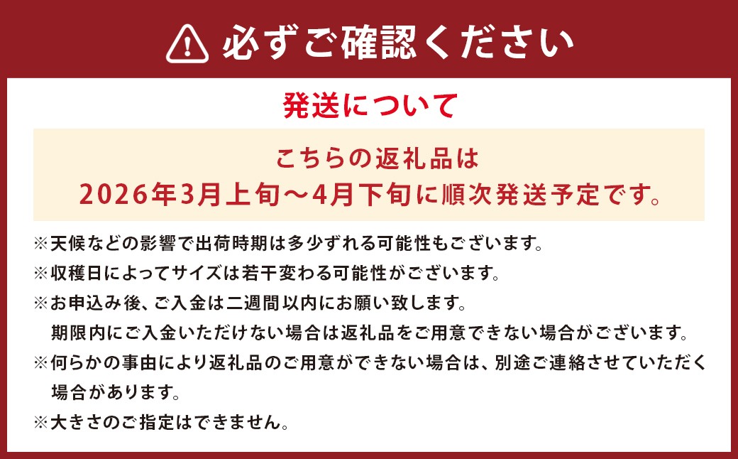 【数量限定】朝堀り 筍 2kg　熊本県産米  約500g 付き