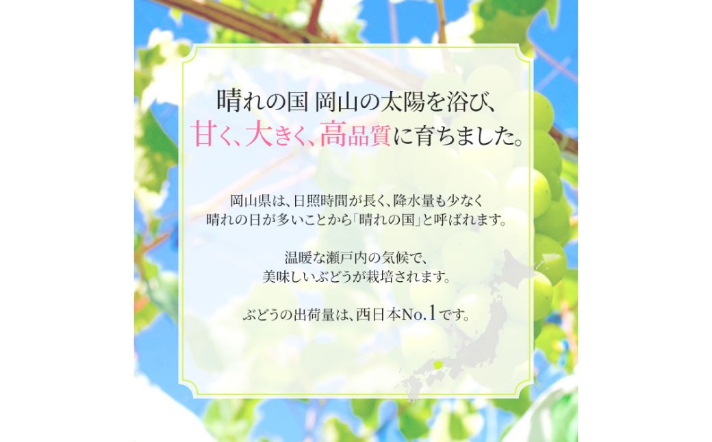 シャインマスカット 晴王（特選） 1房（約700g）