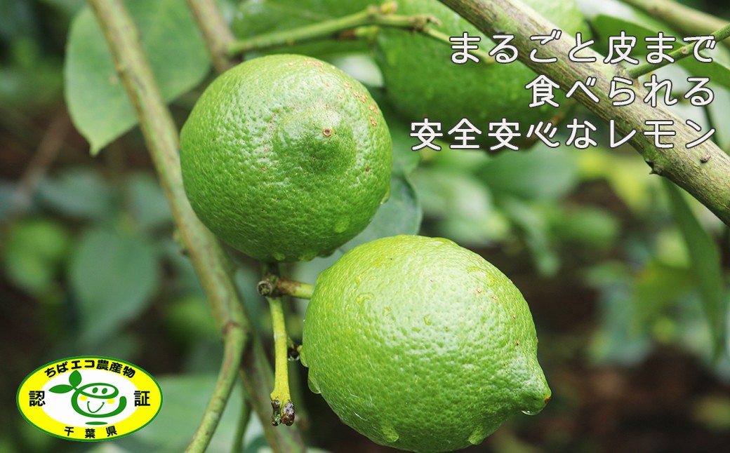 試行錯誤を重ね実った国産レモン。「ちばエコ農産物」にも認証されている“まるごと皮まで食べられる安全安心なレモン”です。