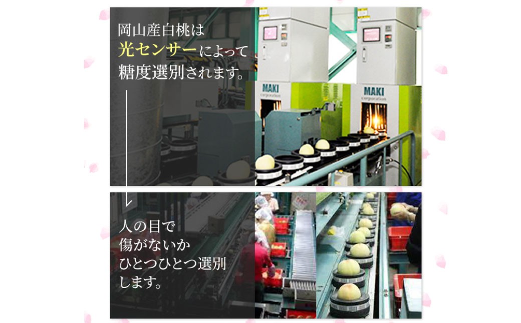 岡山白桃 ロイヤル 3玉入り（合計約900g）